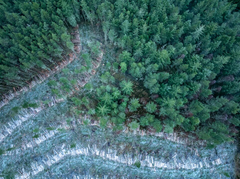 Aerial view of a forest's edge where verdant trees meet a swathe of cleared land, creating a stark contrast between life and absence, Cairngorms National Park, Scotland.