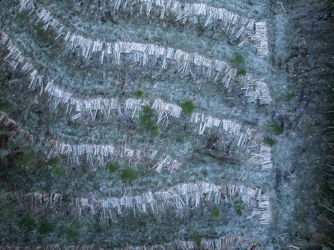 Aerial view of a stark, wintry landscape where rows of felled trees create a textured mosaic against the frosted ground, Cairngorms National Park, Scotland.