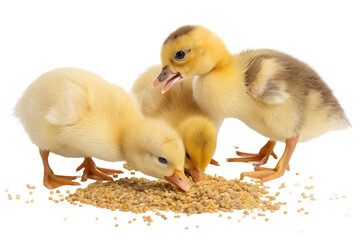 Ultra realistic baby farm animals group, ducklings and chicks eating small grains together, cute but realistic appearance, soft fluffy feathers, gentle natural behavior, tiny beaks pecking grain, smal