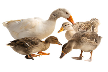 Ultra realistic group of ducks eating grain, several adult ducks pecking food together, calm natural behavior, grain scattered on the ground with small particles in the air, sharp focus, detailed feat