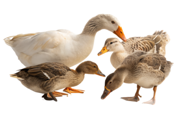 Ultra realistic group of ducks eating grain, several adult ducks pecking food together, calm natural behavior, grain scattered on the ground with small particles in the air, sharp focus, detailed feat