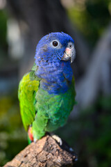 The blue-headed parrot stands on the tree.