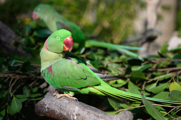 The Alexandrine parakeet perched on a tree.