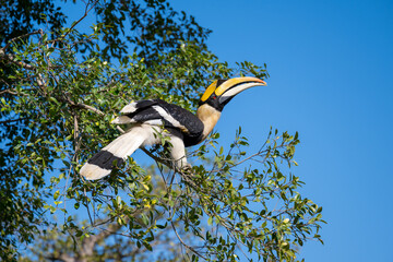The Great Hornbill stands on a tree.