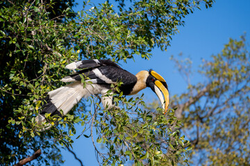 The Great Hornbill stands on a tree.