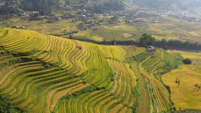 Asia, Vietnam , the famous terraced rice fields for rice production in Muong Hoa Valley , Lao Cai province , Sapa . the rice harvest in September with the iconic green and yellow rice fields 