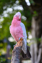 The pink cockatoo stands on a tree.