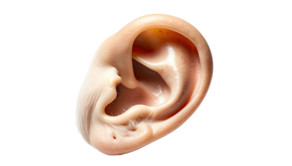 Isolated close-up of a human ear, rendered in realistic detail against a stark black background