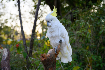Sunflower cockatoos perched on the tree