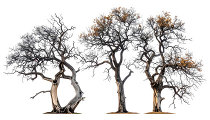 Isolated, detailed rendering of three barren trees on a transparent background, showcasing intricate branches