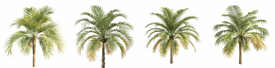 Obraz premium Set For palm trees with green leaves isolated on transparent background