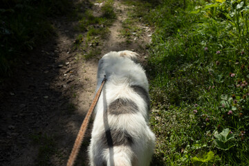 A dog on a leash. White dog. Walking your pet. White coat.