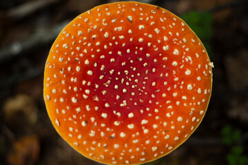 The cap of a red fly agaric. Top view of a fly mushroom. Magical mushroom.