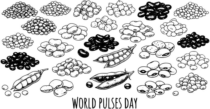 Black and White Line Art of Assorted Pulses and Beans for World Pulses Day
