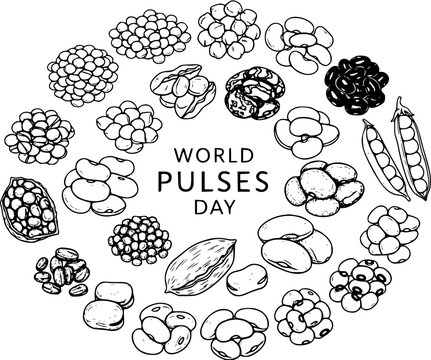 World Pulses Day illustration: line art collage of various beans, peas, lentils, chickpeas, fava beans and other legumes