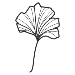 Delicate Ginkgo Hand-Drawn Illustration: Floral Design Inspiration
