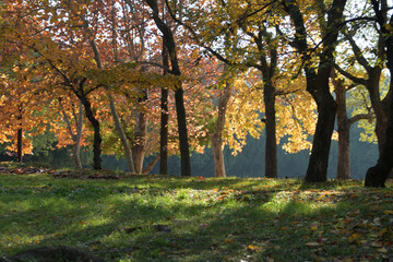 黄色く色づいた葉っぱが逆行に照らされている風景