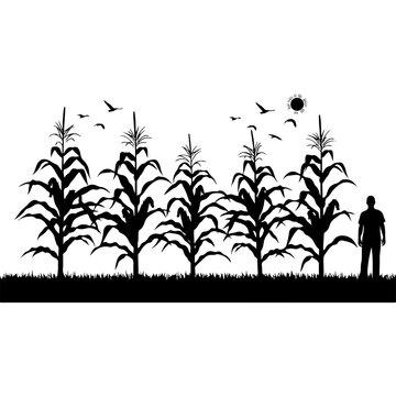 Farmer in Cornfield with Birds