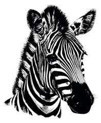 Fototapeta premium Hand drawn line art illustration of a zebra head depicting a detailed black and white portrait for wild animal concepts