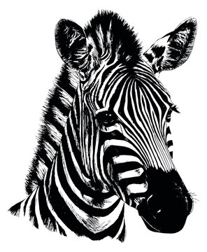 Hand drawn line art illustration of a zebra head depicting a detailed black and white portrait for wild animal concepts