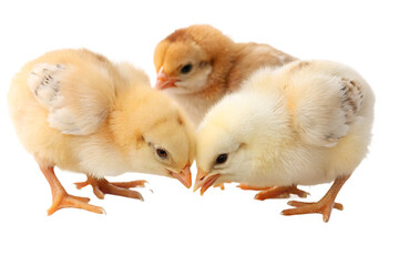 Ultra realistic baby chicks eating small grains together, cute but realistic appearance, soft fluffy yellow and light brown feathers, gentle natural behavior, tiny beaks pecking grain, small grains sc