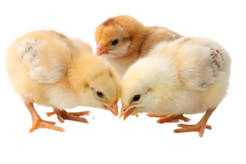 Ultra realistic baby chicks eating small grains together, cute but realistic appearance, soft fluffy yellow and light brown feathers, gentle natural behavior, tiny beaks pecking grain, small grains sc