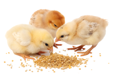 Ultra realistic baby chicks eating small grains together, cute but realistic appearance, soft fluffy yellow and light brown feathers, gentle natural behavior, tiny beaks pecking grain, small grains sc