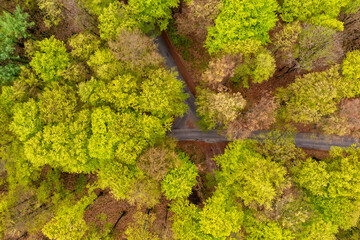 Beautiful spring forest landscape, fresh green leaves on trees in spring, view from drone.