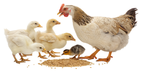 Ultra realistic farm birds group including adult chickens and ducks eating grain together, natural calm feeding behavior, realistic feathers and proportions, cohesive scale and consistent style, small