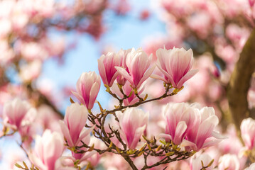 Beautiful pink magnolias blooming in the garden in spring.