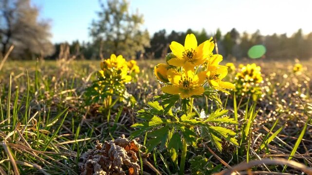 Low angle view of vibrant yellow winter aconite flowers blooming in a grassy field at sunrise, close-up