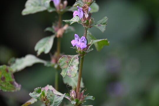 Clinopodium acinos plants with flowers. Its common name is&nbsp;Acinos arvensis,&nbsp;basil thyme&nbsp;and&nbsp;spring savory. This is a species of&nbsp;flowering plant&nbsp;in the family&nbsp;Lamiaceae.
