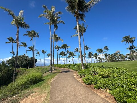 Sandy Path Through Tall Palm Tree Avenue with Ocean View Hawaii