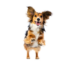 a dog is standing on its hind legs with its front paws raised