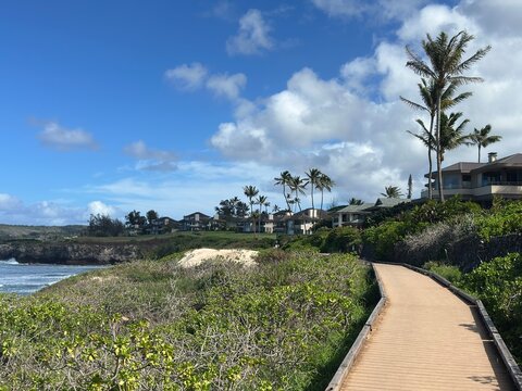 Scenic Coastal Walking Path with Palm Tree and Blue Sky in Hawaii