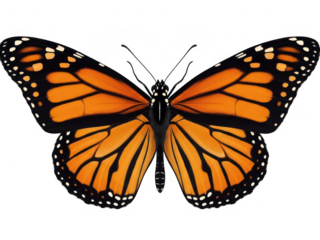Vibrant monarch butterfly isolated on transparent background