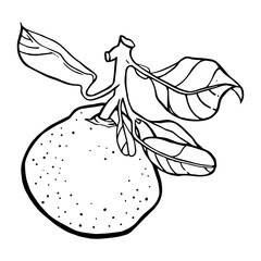 Juicy Mandarin Drawing. Natural outline sketch in botanical style for cooking, spa, medicinal tea, and garden beauty. Hand-drawn vector floral clipart
