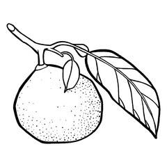 Juicy Mandarin Drawing. Natural outline sketch in botanical style for cooking, spa, medicinal tea, and garden beauty. Hand-drawn vector floral clipart
