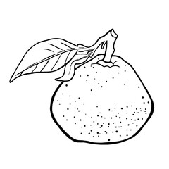 Juicy Mandarin Drawing. Natural outline sketch in botanical style for cooking, spa, medicinal tea, and garden beauty. Hand-drawn vector floral clipart

