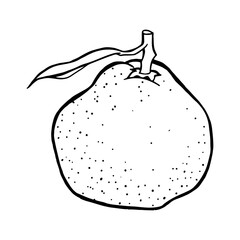 Juicy Mandarin Drawing. Natural outline sketch in botanical style for cooking, spa, medicinal tea, and garden beauty. Hand-drawn vector floral clipart
