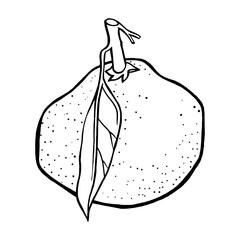 Juicy Mandarin Drawing. Natural outline sketch in botanical style for cooking, spa, medicinal tea, and garden beauty. Hand-drawn vector floral clipart
