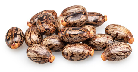 Obraz premium Bean-shaped, mottled, glossy castor oil seeds on white background. File contains clipping paths.