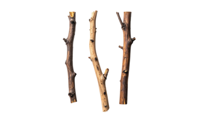 Isolated illustration of three rustic, hand-drawn twigs on a transparent black background