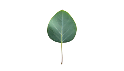 Isolated leaf on black background, showcasing intricate veins and smooth edges
