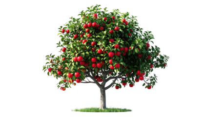 Isolated, lush apple tree with vibrant red fruit, dense foliage, and a neatly trimmed silhouette