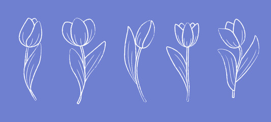 Hand drawn set of tulip flowers. Tulips flower and bud outline. Vector illustration sketch drawn in chalk.