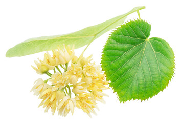 Obraz premium Fresh linden flowers with green leaves isolated on a white background. These aromatic blossoms from the Tilia tree are widely used for making healthy herbal tea and in natural medicine. Clipping path.