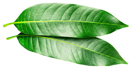 Fototapeta premium Fresh green mango leaves are isolated on a white background. These vibrant, natural leaves from the Mangifera indica tree are often used in traditional medicine and for healthy purposes.