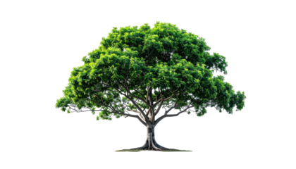 Isolated, lush, green tree with a sprawling canopy and a strong, textured trunk, on a black background