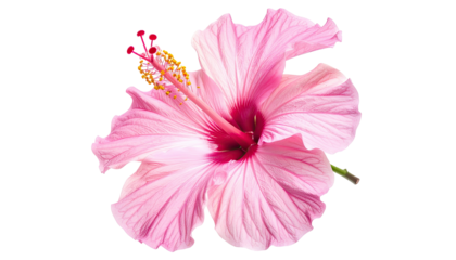 Isolated, radiant pink hibiscus bloom with delicate petals and prominent stamens against a black background